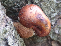 Lentinula