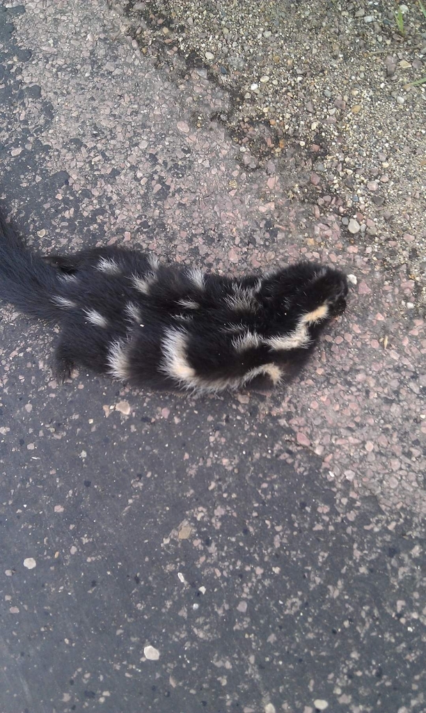 Plains Spotted Skunk