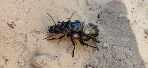 Anthia venator