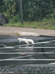 Sciurus carolinensis