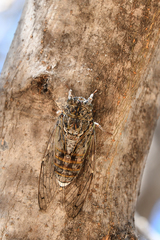 Cicada cretensis
