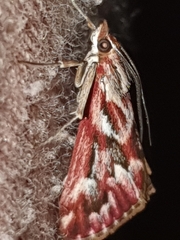 Blepharucha zaide