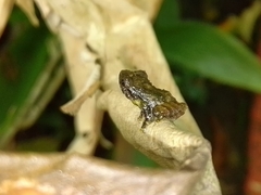 Pristimantis cruentus