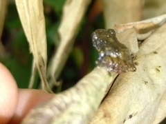 Pristimantis cruentus