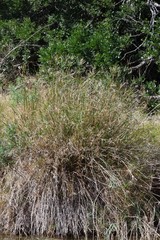 Cyperus textilis