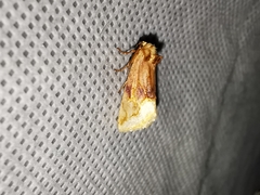 Angulostiria chryseochilus