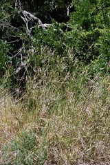 Cyperus textilis