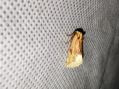 Angulostiria chryseochilus