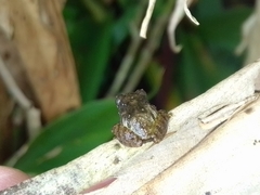 Pristimantis cruentus