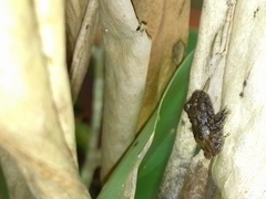 Pristimantis cruentus