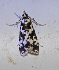 Eudonia aphrodes