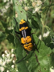 Megacyllene decora