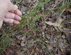 Lechea tenuifolia