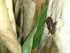 Pristimantis cruentus
