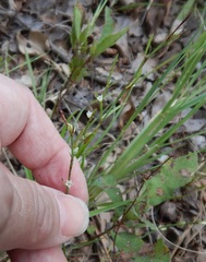 Lechea tenuifolia