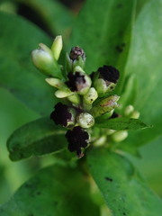 Sphacelotheca hydropiperis