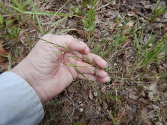 Lechea tenuifolia