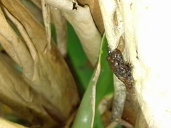 Pristimantis cruentus