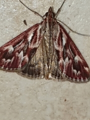 Blepharucha zaide