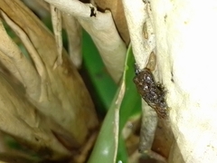 Pristimantis cruentus