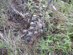 Baptisia bracteata leucophaea
