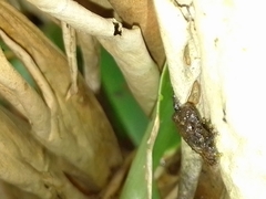 Pristimantis cruentus