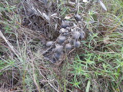 Baptisia bracteata leucophaea
