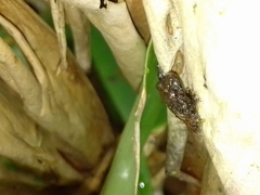 Pristimantis cruentus