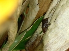 Pristimantis cruentus
