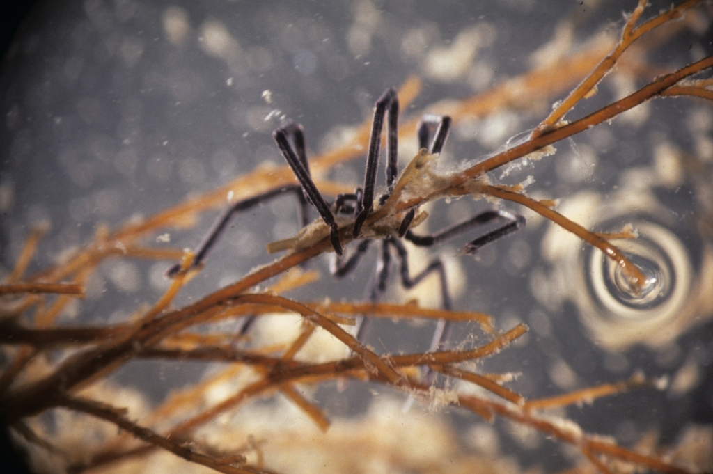 Lentil Sea Spider