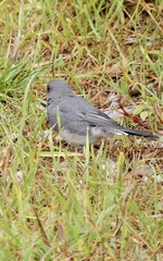 Junco hyemalis carolinensis