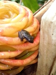 Pristimantis cruentus