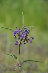 Trichostema laxum