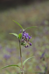 Trichostema laxum
