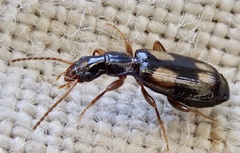 Calodromius spilotus