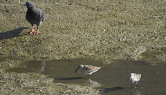 Calidris alpina