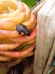 Pristimantis cruentus