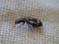 Calodromius spilotus