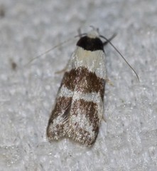 Eulechria triferella