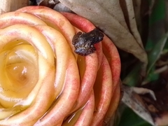 Pristimantis cruentus