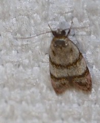 Elaphromorpha axierasta