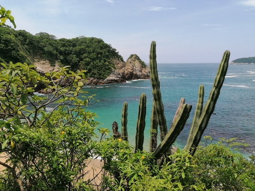 Stenocereus chacalapensis