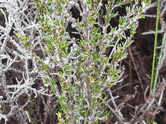 Cliffortia ericifolia