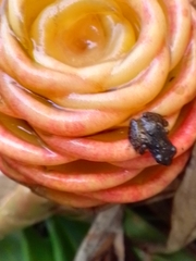 Pristimantis cruentus