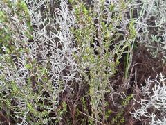 Cliffortia ericifolia