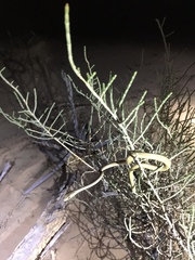 Psammophis schokari