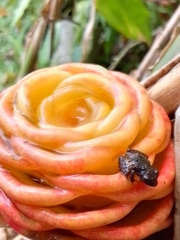 Pristimantis cruentus