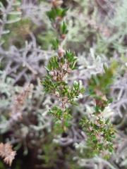 Cliffortia ericifolia