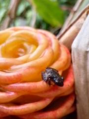 Pristimantis cruentus