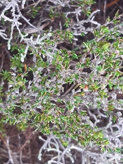 Cliffortia ericifolia